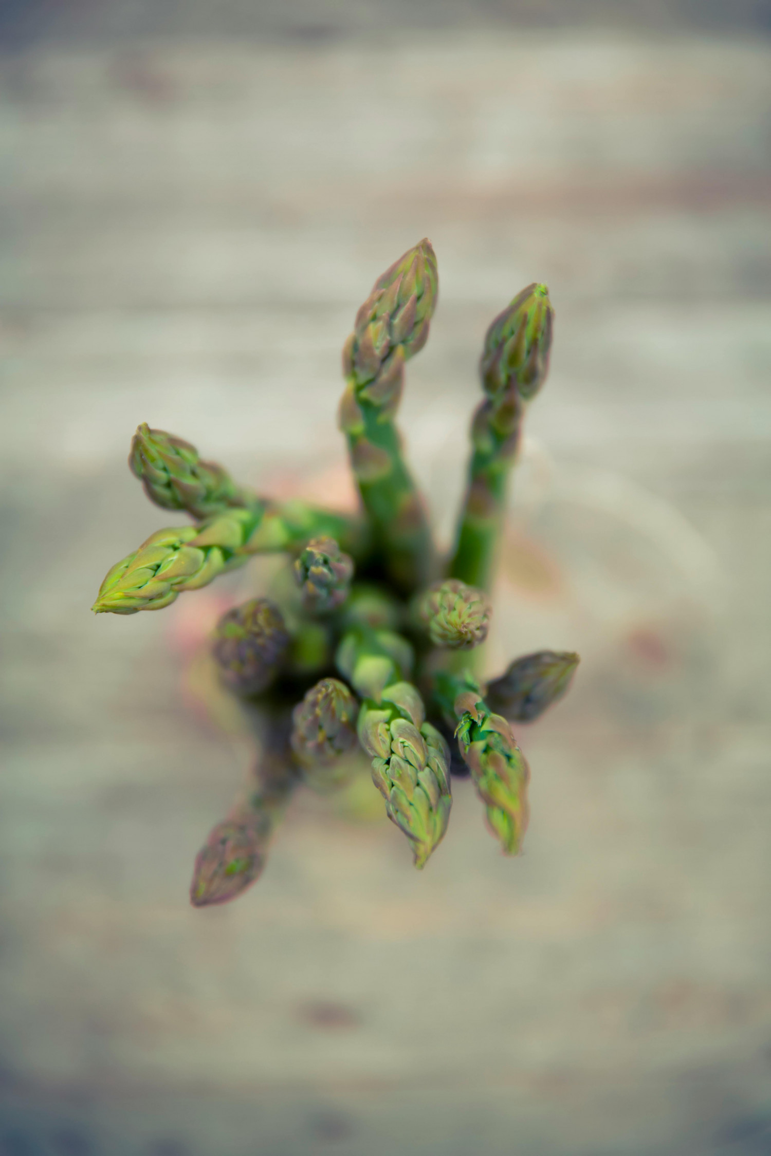 Spargel Spargel